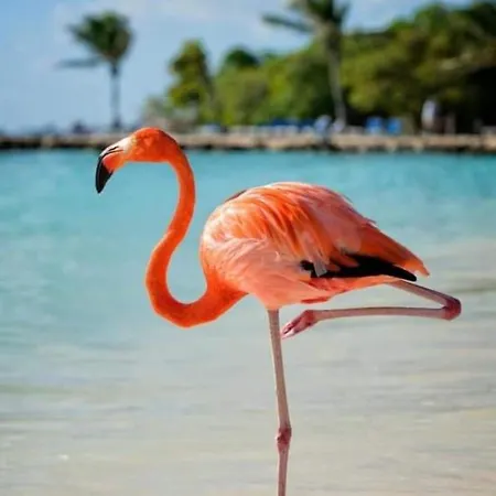 Julia's Paradise *